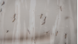Google requests permission to release 32m mosquitoes in California and Florida