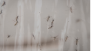 Google requests permission to release 32m mosquitoes in California and Florida
