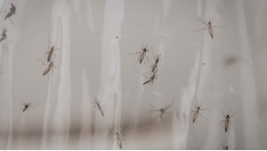 Google requests permission to release 32m mosquitoes in California and Florida