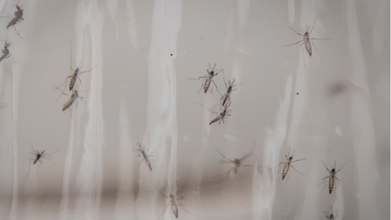 Google requests permission to release 32m mosquitoes in California and Florida