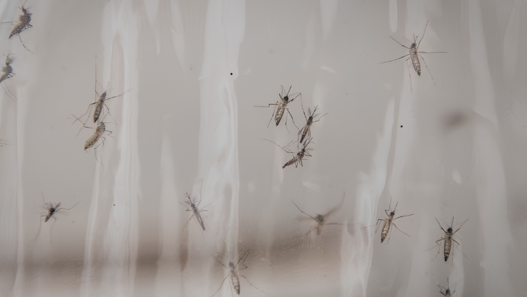 Google requests permission to release 32m mosquitoes in California and Florida
